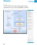 Cover page: A p53-TLR3 axis ameliorates pulmonary hypertension by inducing BMPR2 via IRF3