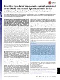 Cover page: Dicer-like 3 produces transposable element-associated 24-nt siRNAs that control agricultural traits in rice.