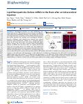 Cover page: Lipid Nanoparticles Deliver mRNA to the Brain after an Intracerebral Injection