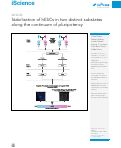 Cover page: Stabilization of hESCs in two distinct substates along the continuum of pluripotency