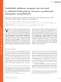 Cover page: Endothelial adhesion receptors are recruited to adherent leukocytes by inclusion in preformed tetraspanin nanoplatforms