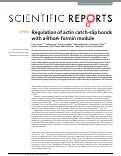 Cover page: Regulation of actin catch-slip bonds with a RhoA-formin module