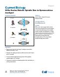 Cover page: Kif2a Scales Meiotic Spindle Size in Hymenochirus boettgeri