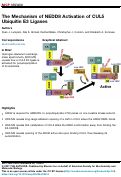 Cover page: The Mechanism of NEDD8 Activation of CUL5 Ubiquitin E3 Ligases