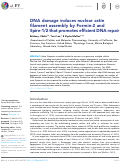 Cover page: DNA damage induces nuclear actin filament assembly by Formin-2 and Spire-½ that promotes efficient DNA repair