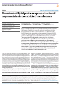 Cover page: Brominated lipid probes expose structural asymmetries in constricted membranes