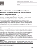 Cover page: Spp1 (osteopontin) promotes TGFβ processing in fibroblasts of dystrophin deficient muscles through matrix metalloproteinases