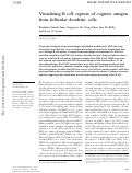 Cover page: Visualizing B cell capture of cognate antigen from follicular dendritic cells