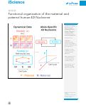 Cover page: Functional organization of the maternal and paternal human 4D Nucleome