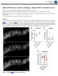 Cover page: Split-GFP lamin as a tool for studying C. elegans LMN-1 dynamics in vivo