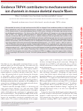 Cover page: Evidence TRPV4 contributes to mechanosensitive ion channels in mouse skeletal muscle fibers