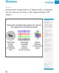 Cover page: Anatomical organization of temporally correlated neural calcium activity in the hippocampal CA1 region