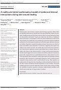 Cover page: A multiscale hybrid mathematical model of epidermal-dermal interactions during skin wound healing.