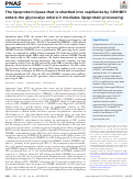 Cover page: The lipoprotein lipase that is shuttled into capillaries by GPIHBP1 enters the glycocalyx where it mediates lipoprotein processing.