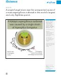 Cover page: A single fungal strain was the unexpected cause of a mass aspergillosis outbreak in the world’s largest and only flightless parrot