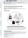 Cover page: Transient reprogramming primes the heart for repair