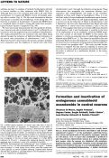 Cover page: Formation and inactivation of endogenous cannabinoid anandamide in central neurons