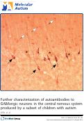 Cover page: Further characterization of autoantibodies to GABAergic neurons in the central nervous system produced by a subset of children with autism