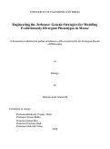 Cover page: Engineering the Jerbouse: Genetic Strategies for Modeling Evolutionarily Divergent Phenotypes in Mouse