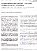 Cover page: Dynamic peptides of human TPP1 fulfill diverse functions in telomere maintenance.