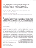 Cover page: α4β1-dependent adhesion strengthening under mechanical strain is regulated by paxillin association with the α4-cytoplasmic domain