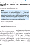 Cover page: Phosphorylation and Activation of the Plasma Membrane Na+/H+ Exchanger (NHE1) during Osmotic Cell Shrinkage
