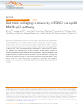 Cover page: Gut stem cell aging is driven by mTORC1 via a p38 MAPK-p53 pathway