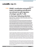 Cover page: SPARC coordinates extracellular matrix remodeling and efficient recruitment to and migration of antigen-specific T cells in the brain following infection.