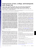 Cover page: Clonal precursor of bone, cartilage, and hematopoietic niche stromal cells