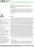 Cover page: Multiscale modeling of layer formation in epidermis