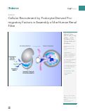 Cover page: Cellular Recruitment by Podocyte-Derived Pro-migratory Factors in Assembly of the Human Renal Filter