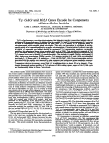 Cover page: Tye GAG3 and POL3 genes encode the components of intracellular particles