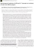 Cover page: Spatiotemporal regulation of ATP and Ca2+ dynamics in vertebrate rod and cone ribbon synapses.