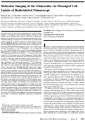 Cover page: Molecular Imaging of the Glomerulus via Mesangial Cell Uptake of Radiolabeled Tilmanocept
