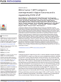 Cover page: Wilms’ tumor 1 (WT1) antigen is overexpressed in Kaposi Sarcoma and is regulated by KSHV vFLIP