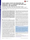 Cover page: Clonal analysis reveals nerve-dependent and independent roles on mammalian hind limb tissue maintenance and regeneration