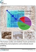 Cover page: The human cardiac and skeletal muscle proteomes defined by transcriptomics and antibody-based profiling