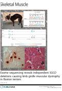 Cover page: Exome sequencing reveals independent SGCD deletions causing limb girdle muscular dystrophy in Boston terriers