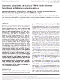 Cover page: Dynamic peptides of human TPP1 fulfill diverse functions in telomere maintenance.