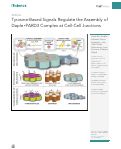 Cover page: Tyrosine-Based Signals Regulate the Assembly of Daple⋅PARD3 Complex at Cell-Cell Junctions