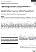 Cover page: The AHR represses nucleotide excision repair and apoptosis and contributes to UV-induced skin carcinogenesis