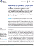 Cover page: Cellular and neurochemical basis of sleep stages in the thalamocortical network