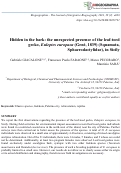 Cover page: Hidden in the bark: the unexpected presence of the leaf-toed gecko, Euleptes europaea (Gené, 1839) (Squamata, Sphaerodactylidae), in Sicily