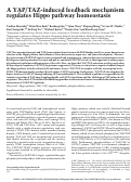 Cover page: A YAP/TAZ-induced feedback mechanism regulates Hippo pathway homeostasis