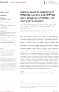 Cover page: Rapid sequential clustering of NMDARs, CaMKII, and AMPARs upon activation of NMDARs at developing synapses