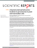 Cover page: A bacteria-derived tail anchor localizes to peroxisomes in yeast and mammalian cells.