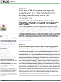 Cover page: RNF8 and SCML2 cooperate to regulate ubiquitination and H3K27 acetylation for escape gene activation on the sex chromosomes