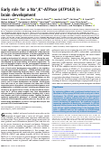 Cover page: Early role for a Na+,K+-ATPase (ATP1A3) in brain development