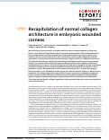 Cover page: Recapitulation of normal collagen architecture in embryonic wounded corneas.