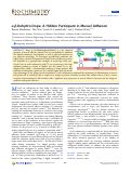 Cover page: α,β-Dehydro-Dopa: A Hidden Participant in Mussel Adhesion